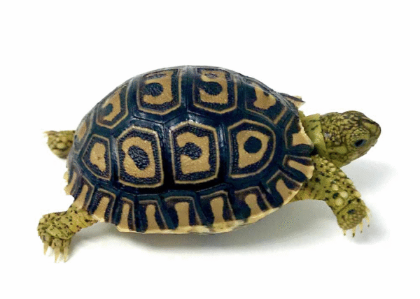 Giant South African Leopard tortoise For sale