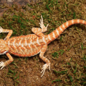 Ginger Dream Bearded Dragon For Sale