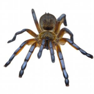 Golden Blue Leg Baboon Tarantula for Sale