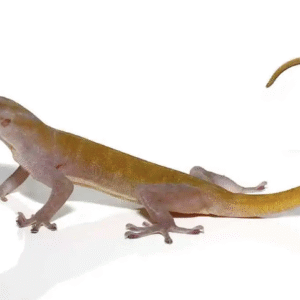 Golden Gecko for Sale
