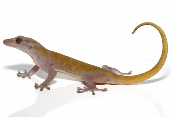 Golden Gecko for Sale