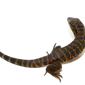 Golden Tegu for Sale