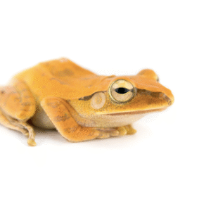 Golden Tree Frog for Sale