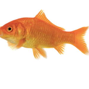 Goldfish for Sale