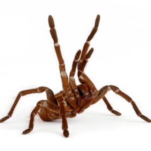 Goliath Bird Eating Tarantula for Sale