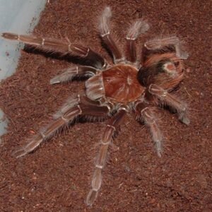 Goliath Pinkfoot Tarantula for Sale