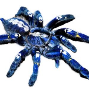 Gooty Sapphire Tarantula for Sale