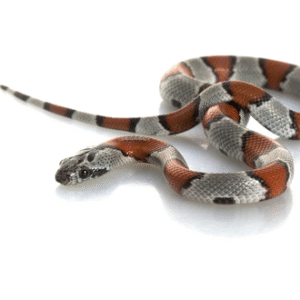Gray Banded King Snake for Sale