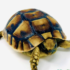 Greek Tortoise for Sale