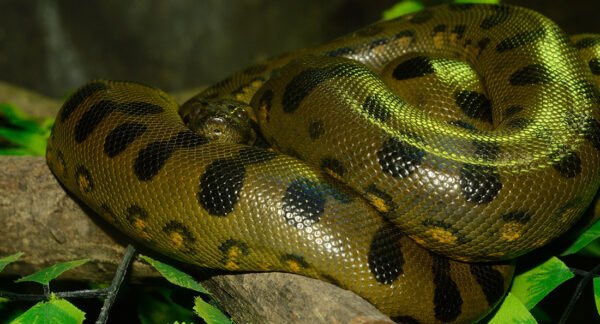 Green Anaconda for Sale