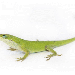 Green Anole for Sale