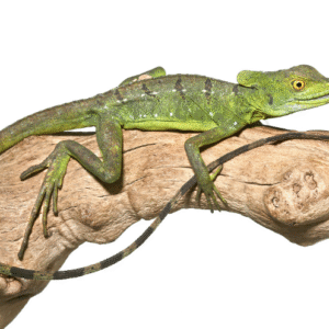 Green Basilisk for Sale