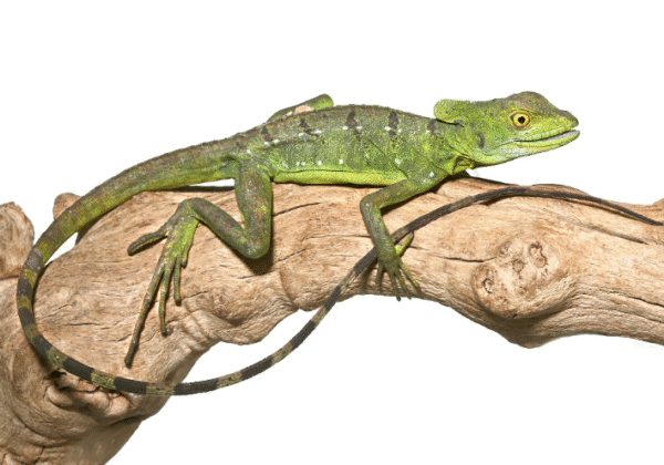 Green Basilisk for Sale