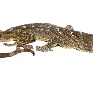 Green Eye Gecko for Sale