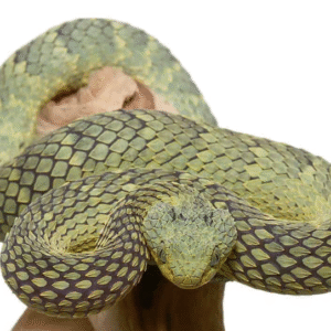 Green Squamigera Bush Viper For Sale