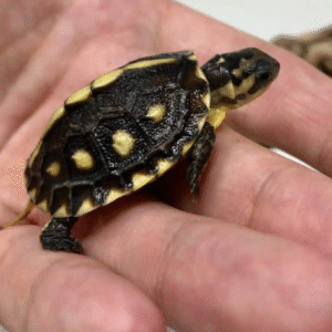 Gulf Coast Box Turtle for sale