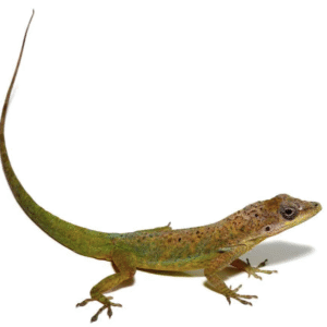 Guyana Anole For Sale
