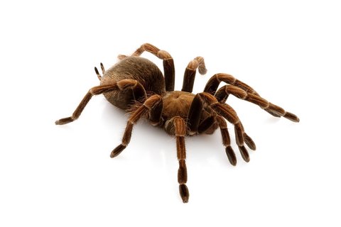 Haitian Brown Tarantula for Sale