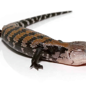 Halmahera Blue Tongue Skink For Sale