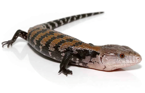 Halmahera Blue Tongue Skink For Sale