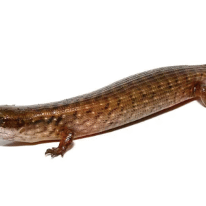 Hatian Galliwasp For Sale