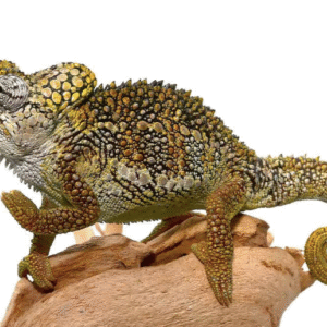 Helmeted Chameleon for Sale