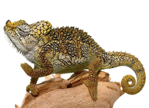 Helmeted Chameleon for Sale