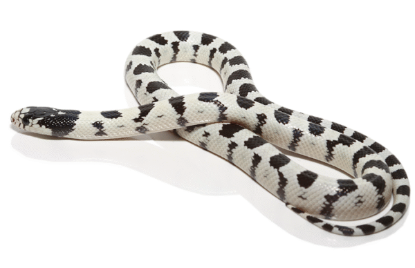High White California King Snake for Sale