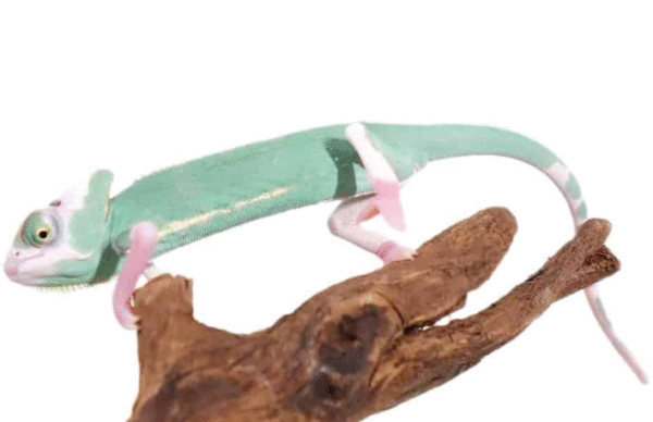 High White Translucent Veiled Chameleon For Sale