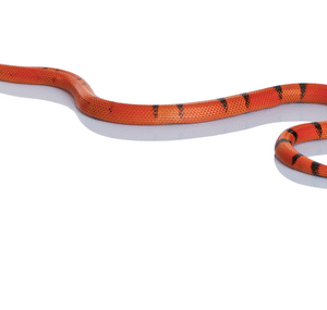 Honduran Milk snake For Sale