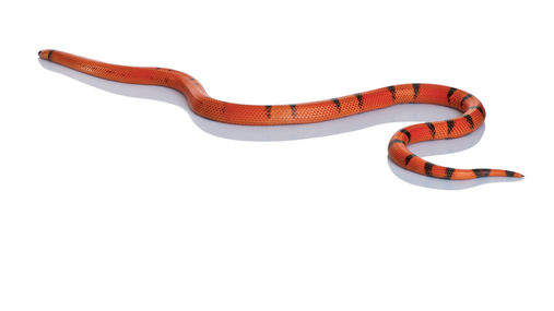Honduran Milk snake For Sale