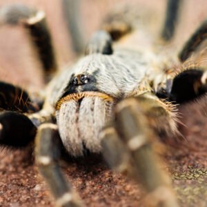 Horned Baboon Tarantula for Sale