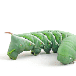 Hornworms for Sale