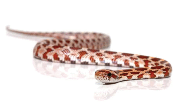 Hypo Corn snake For Sale