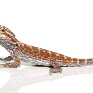 Hypo Leatherback Bearded Dragon For Sale