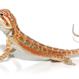 Hypo Leatherback Dunner Bearded Dragon For Sale