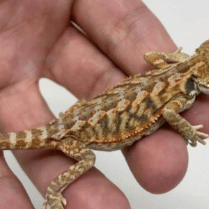 Inferno bearded dragon For Sale