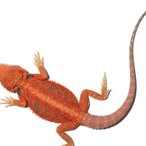 Inferno Blue Bar Bearded Dragon For Sale