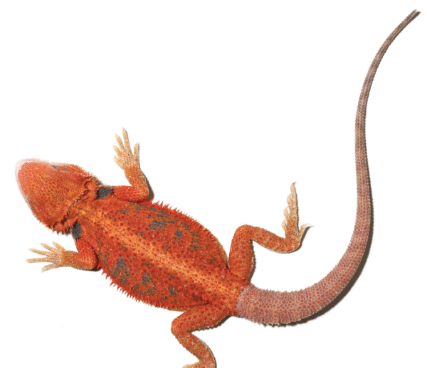Inferno Blue Bar Bearded Dragon For Sale