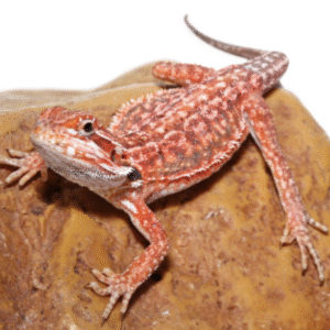 Inferno Dunner Bearded Dragon For Sale