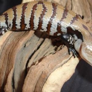 Irian Jaya Blue Tongue Skink For Sale