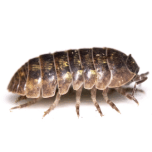 Isopods for Sale