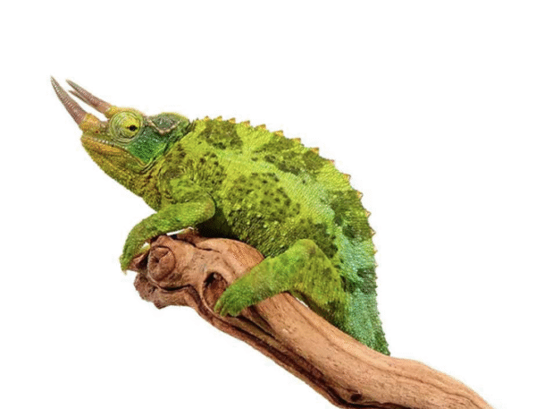 Jacksons Chameleon for Sale