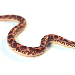 Kenyan Sand Boa for Sale
