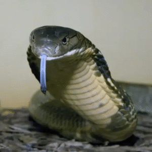 King Cobra For Sale