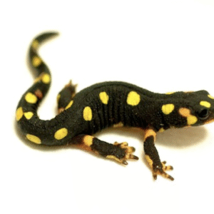 Lake Urmia Newt for Sale