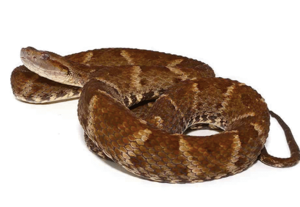 Lancehead Viper For Sale