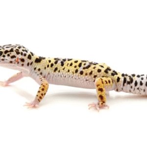 Leopard Gecko for Sale