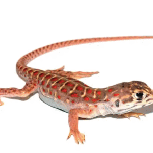 Leopard Lizard for Sale