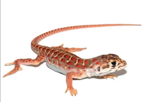Leopard Lizard for Sale